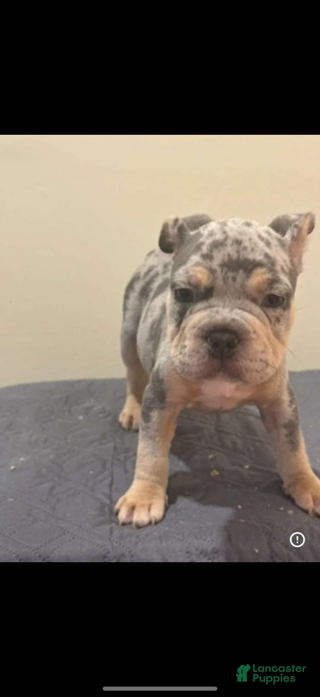 Mixed Breed dogs for sale: Mixed Breed Puppy 1 - Ad 1