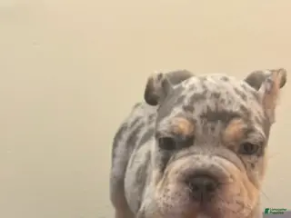 Mixed Breed dogs Mixed Breed Puppy 1 - Ad 23