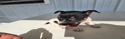 Chihuahua dogs for sale: Piggy - Ad 10