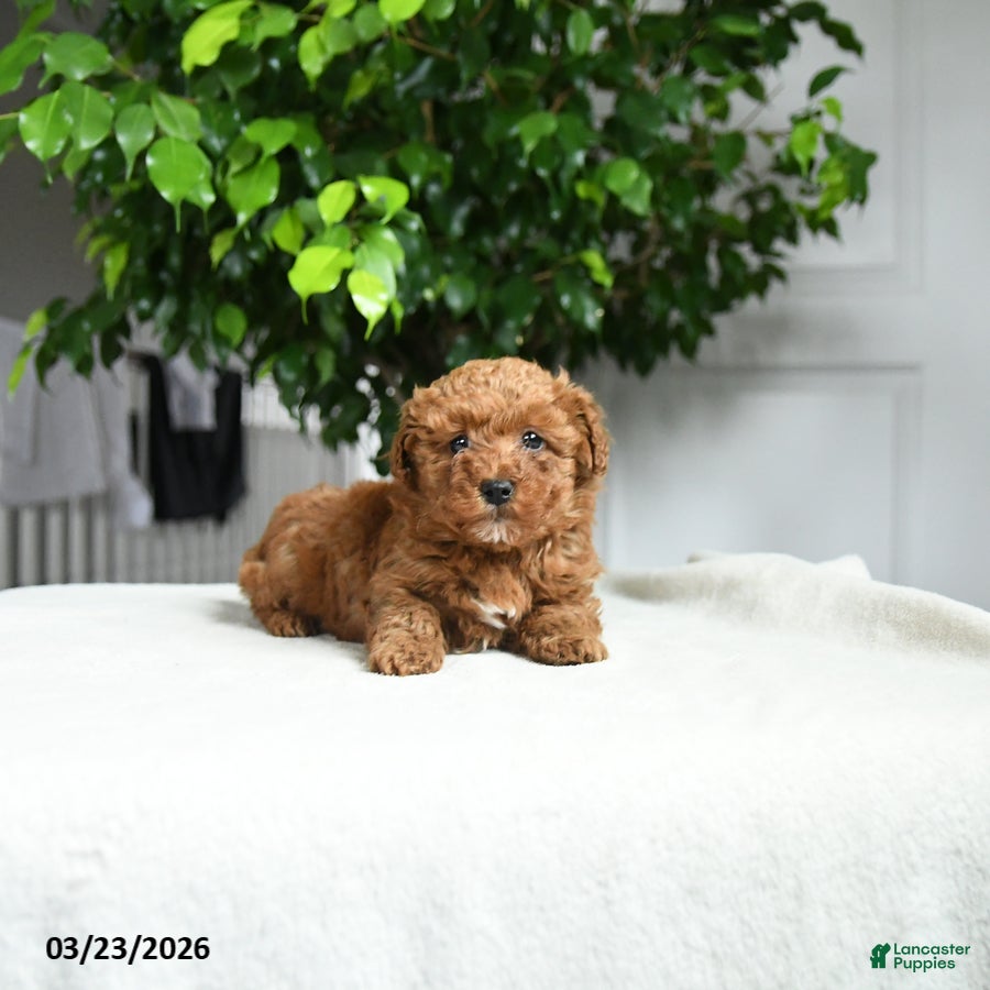 Miniature Poodle dogs Jack  - Ad 2