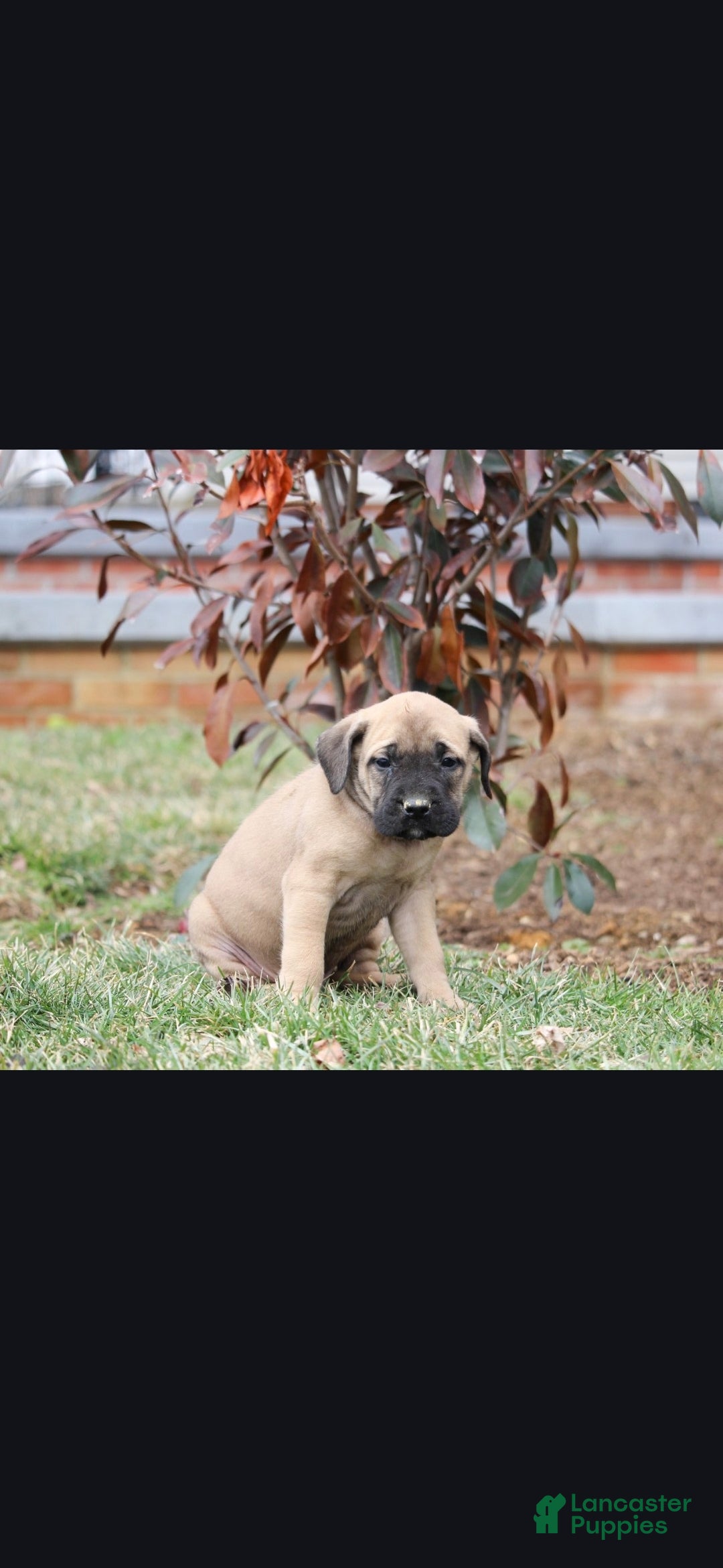 English Mastiff dogs Everest - Ad 2