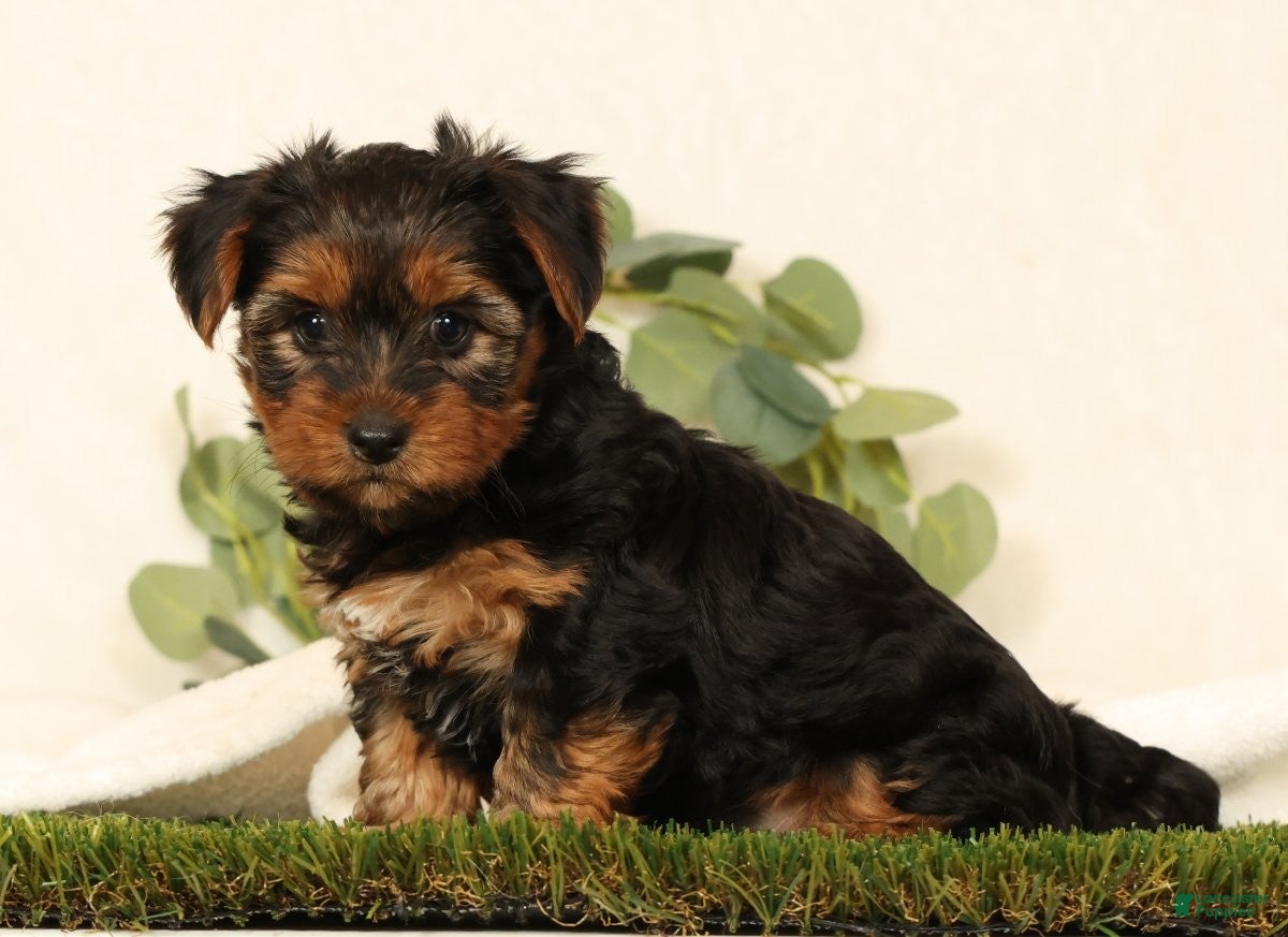Yorkshire Terrier dogs Brandy - Ad 2