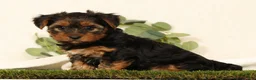 Yorkshire Terrier dogs for sale: Brandy - Ad 2