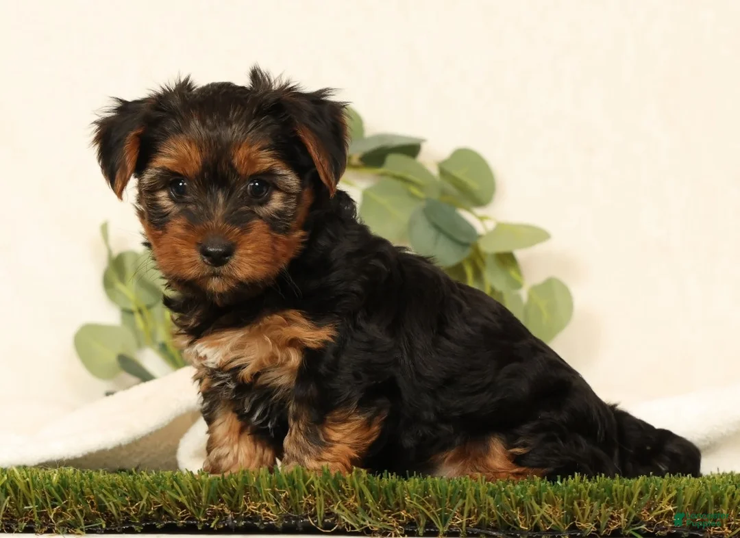 Yorkshire Terrier dogs for sale: Brandy - Ad 2