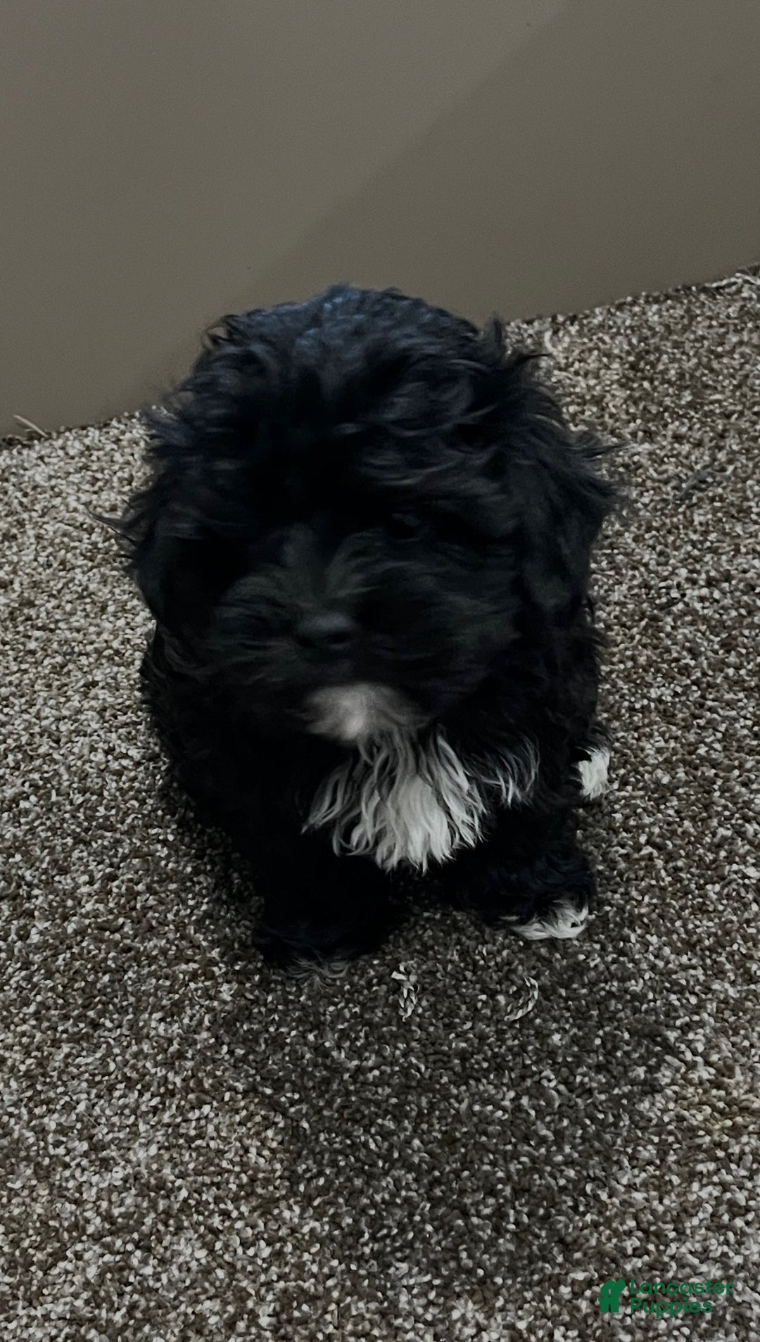 Shihpoo dogs for sale: Micky - Ad 4