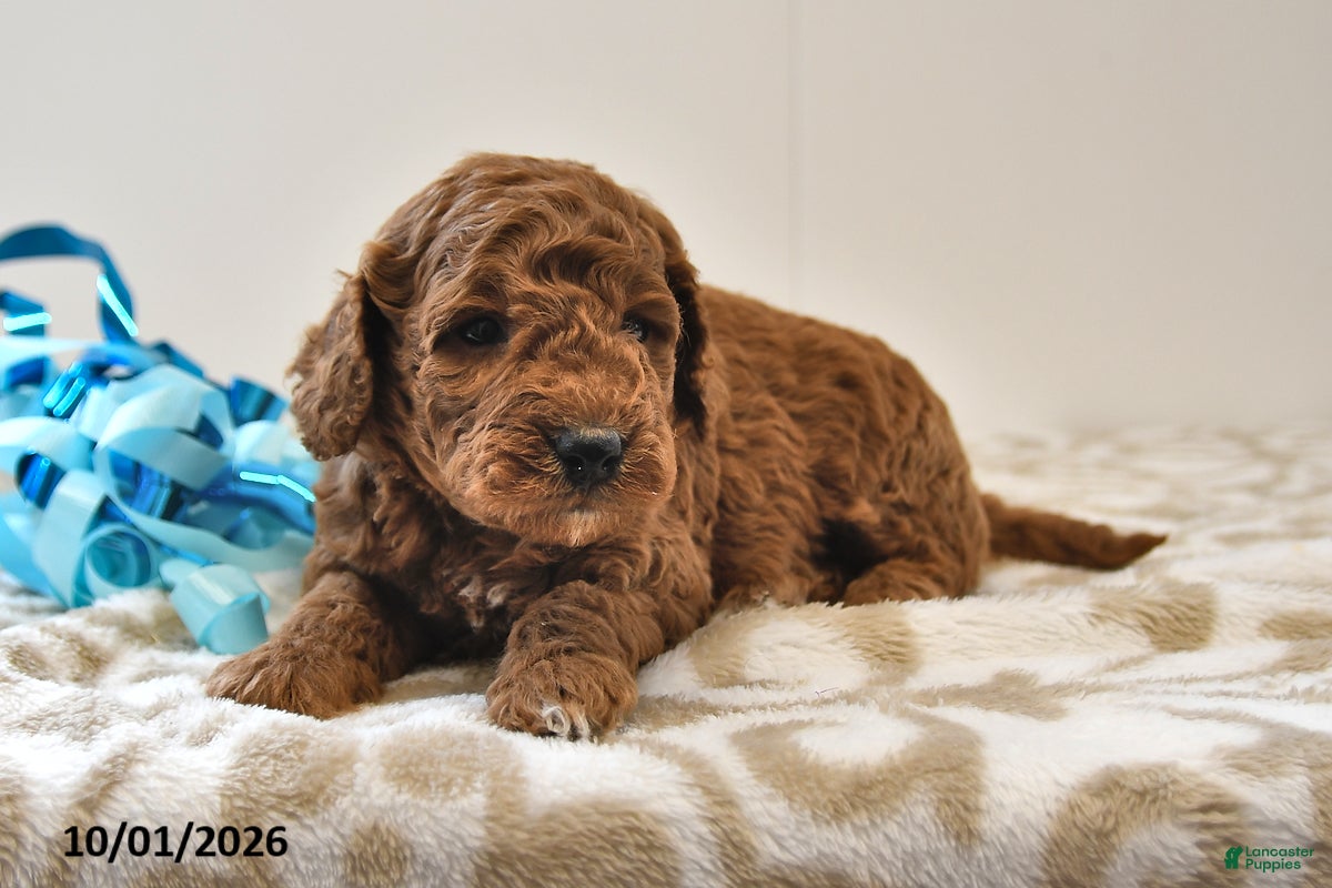 Basil, Doodle / designer cross