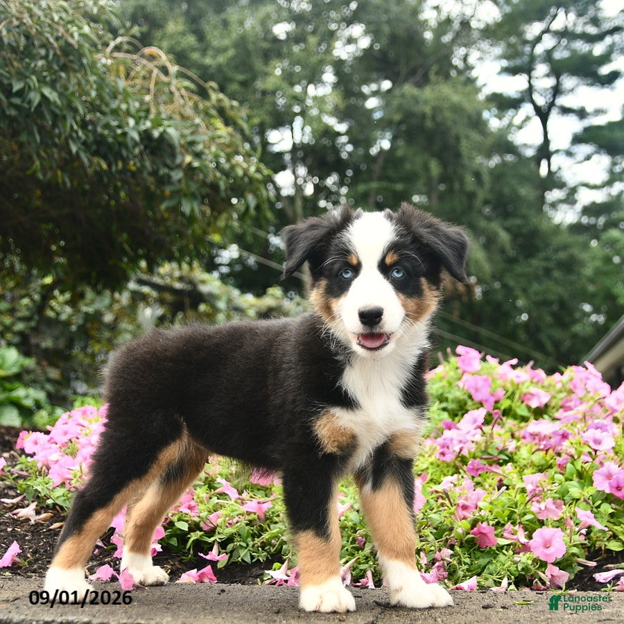 Australian Shepherd dogs Destiny  - Ad 1