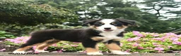 Australian Shepherd dogs for sale: Destiny  - Ad 1