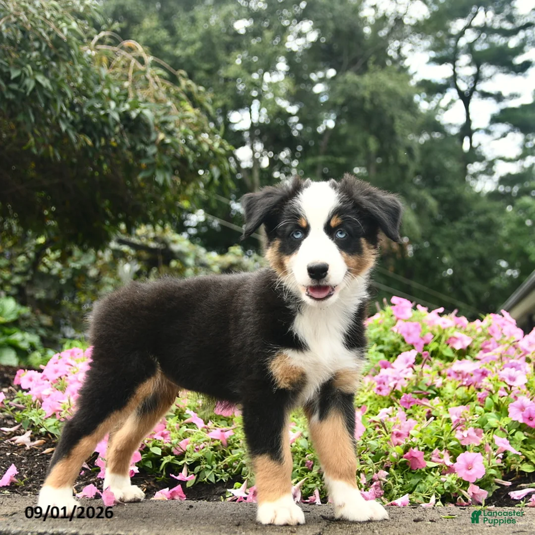 Australian Shepherd dogs for sale: Destiny  - Ad 1