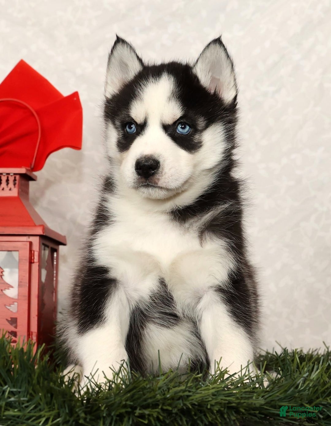 Siberian Husky dogs for sale: Rufus - Ad 3