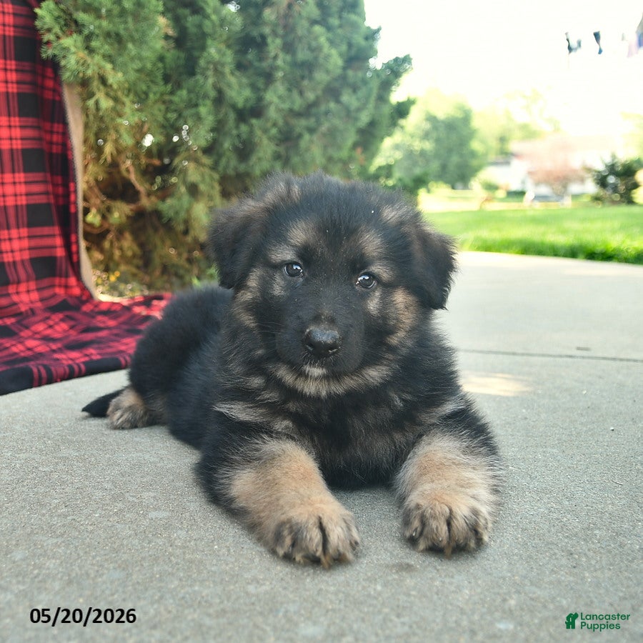 Mixed Breed dogs for sale: Rhett  - Ad 2