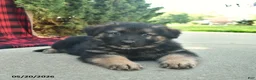 Mixed Breed dogs for sale: Rhett  - Ad 1