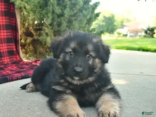Mixed Breed dogs for sale: Rhett - Ad 2