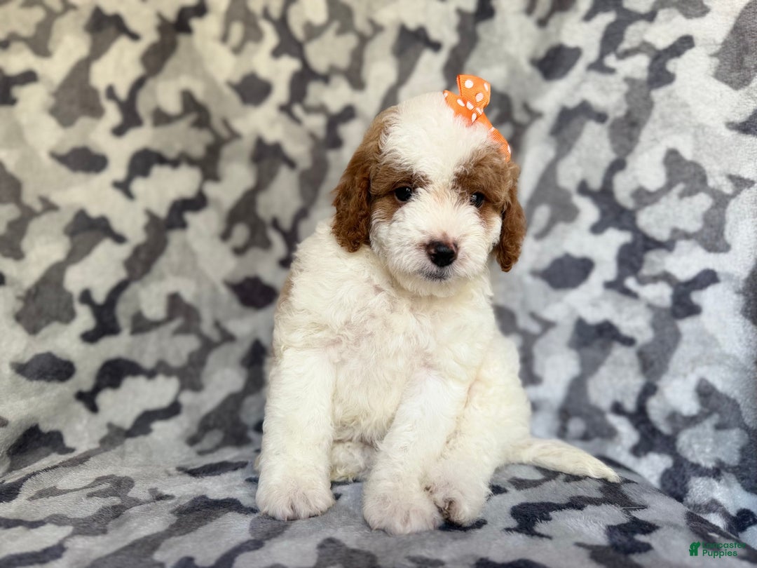 Cavapoo dogs for sale: Waffle - Ad 6