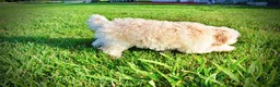 Havapoo dogs for sale: Daisy - Ad 11