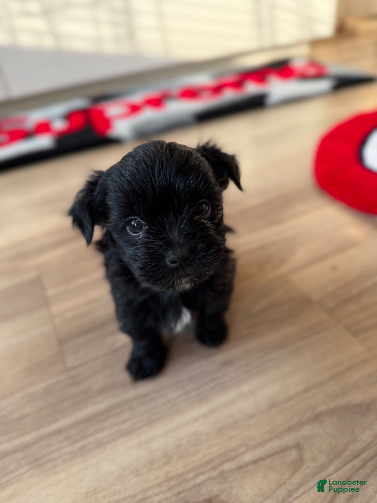 Shorkie dogs Shorkie 2 - Ad 31