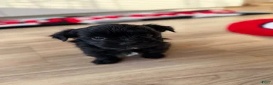 Shorkie 2