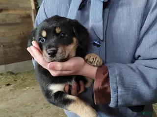 Mixed Breed dogs Buster - Ad 33