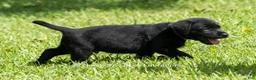 Labrador Retriever dogs for sale: Ethan - Ad 4