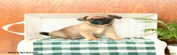 Pug dogs for sale: Doug  - Ad 1