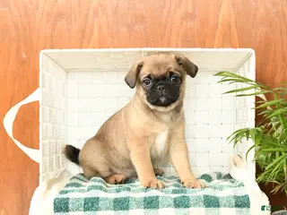 Pug dogs for sale: Doug - Ad 4