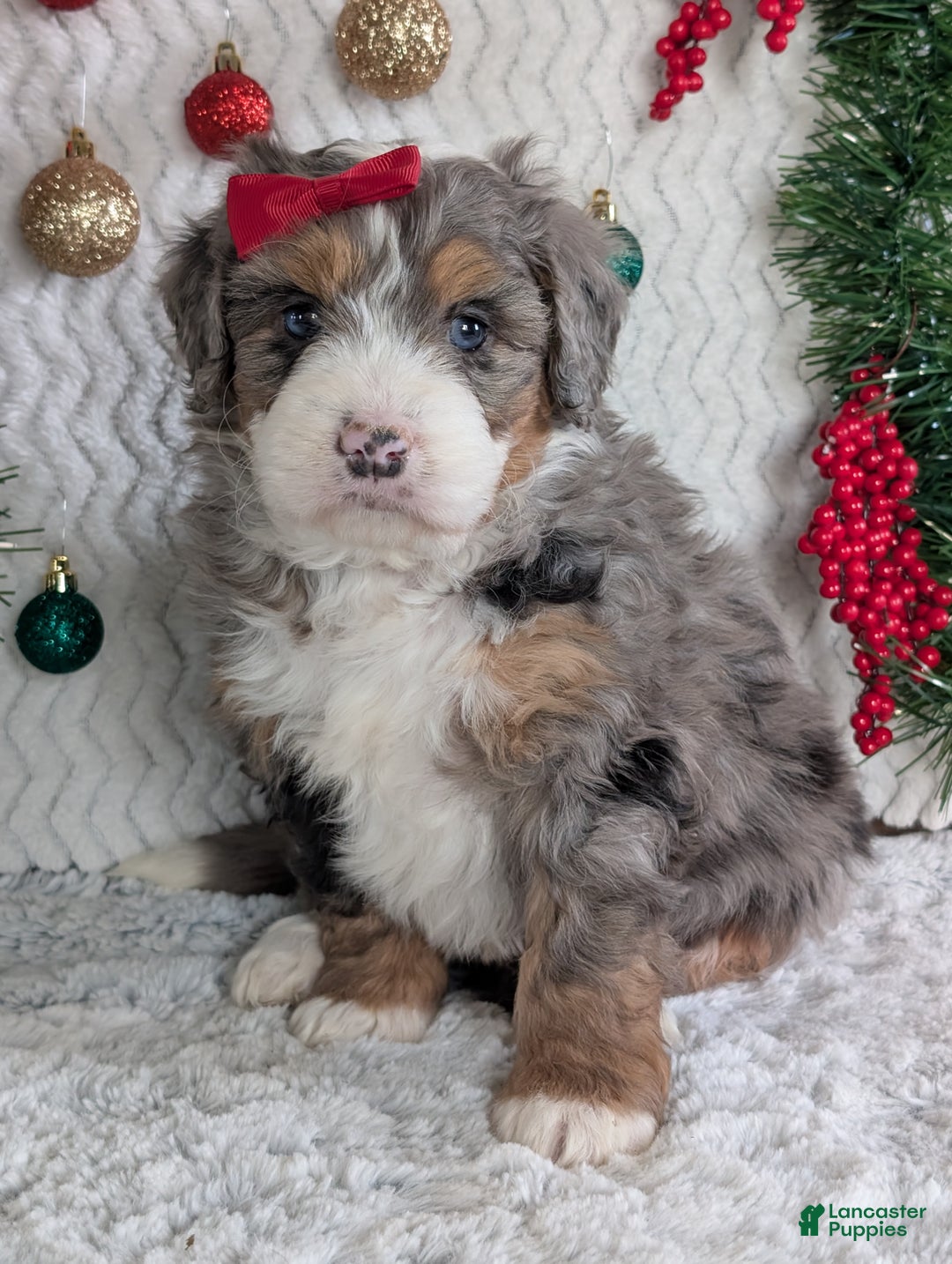 Mini Bernedoodle dogs for sale: Mini Niko  - Ad 35