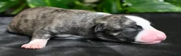 Whippet dogs for sale: Girlie - Ad 2