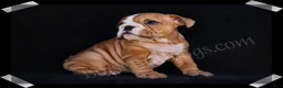 English Bulldog dogs for sale: Muffin - Ad 5