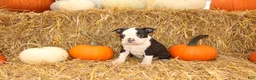 Boston Terrier dogs for sale: Jordan - Ad 3