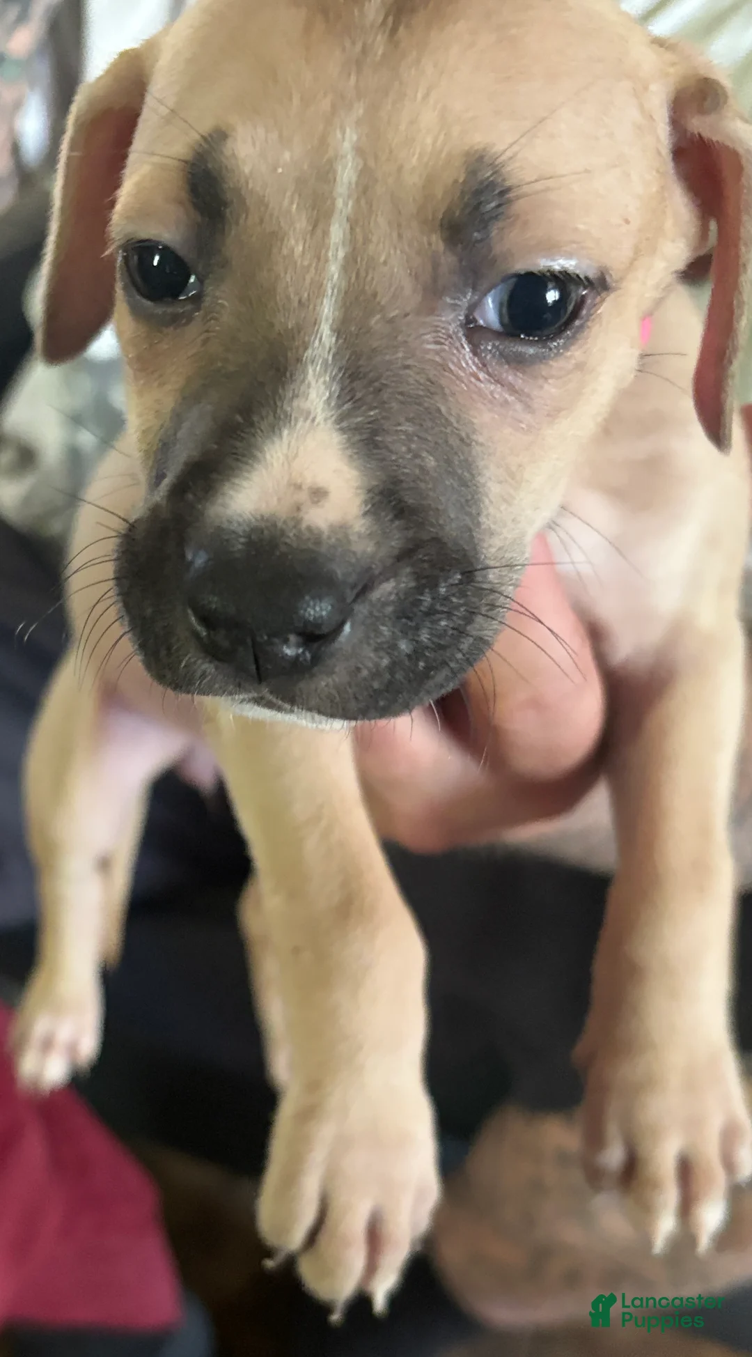 Mixed Breed dogs for sale: Khoona - Ad 2