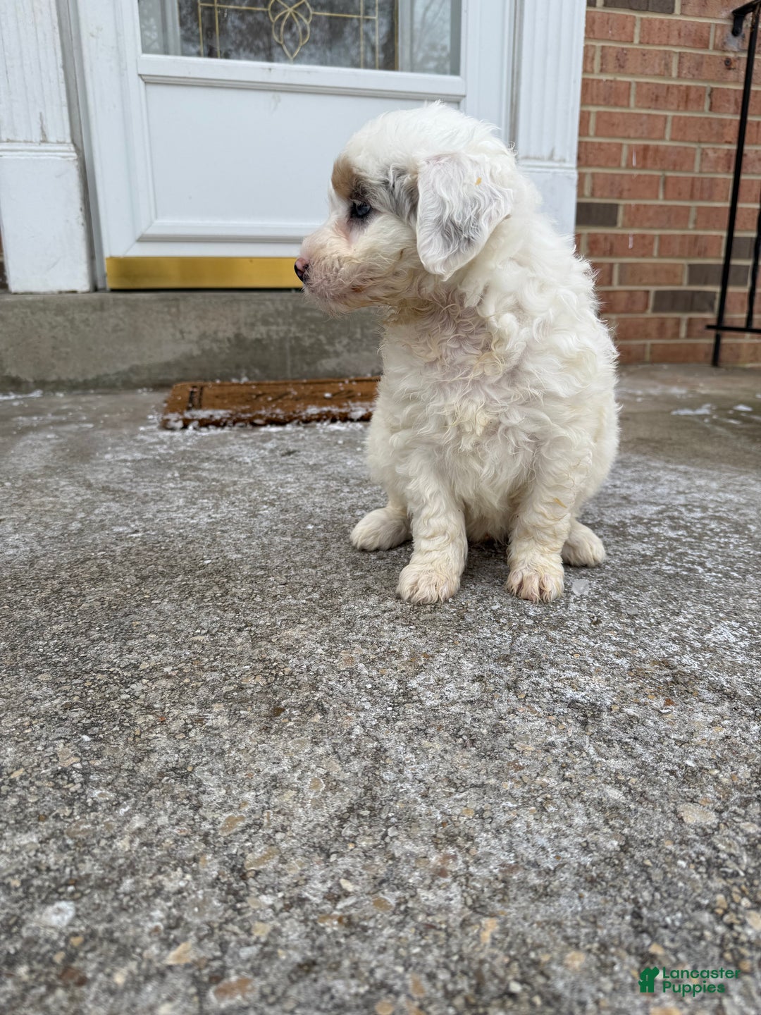 Mini Aussiedoodle dogs for sale: Mini Aussiedoodle Puppy 1 - Ad 3