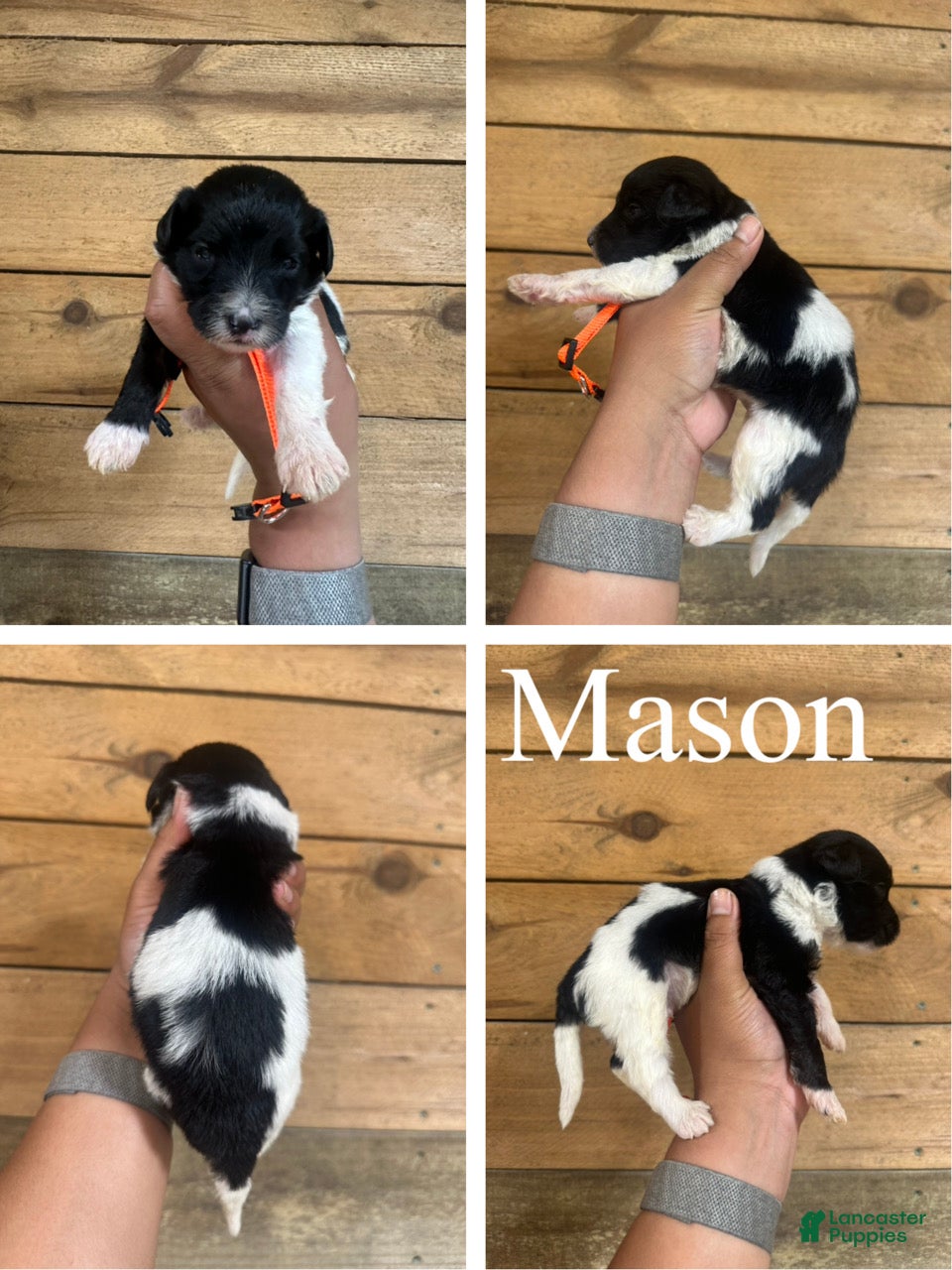 Mixed Breed dogs Mason - Ad 1