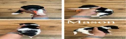 Mixed Breed dogs for sale: Mason - Ad 1