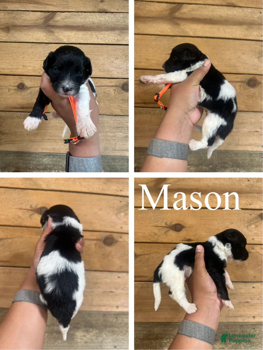 Mixed Breed dogs for sale: Mason - Ad 1