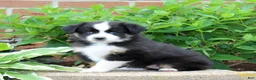Miniature Australian Shepherd dogs for sale: Flower  - Ad 3
