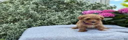 Toy Poodle dogs for sale: Penny - Ad 15