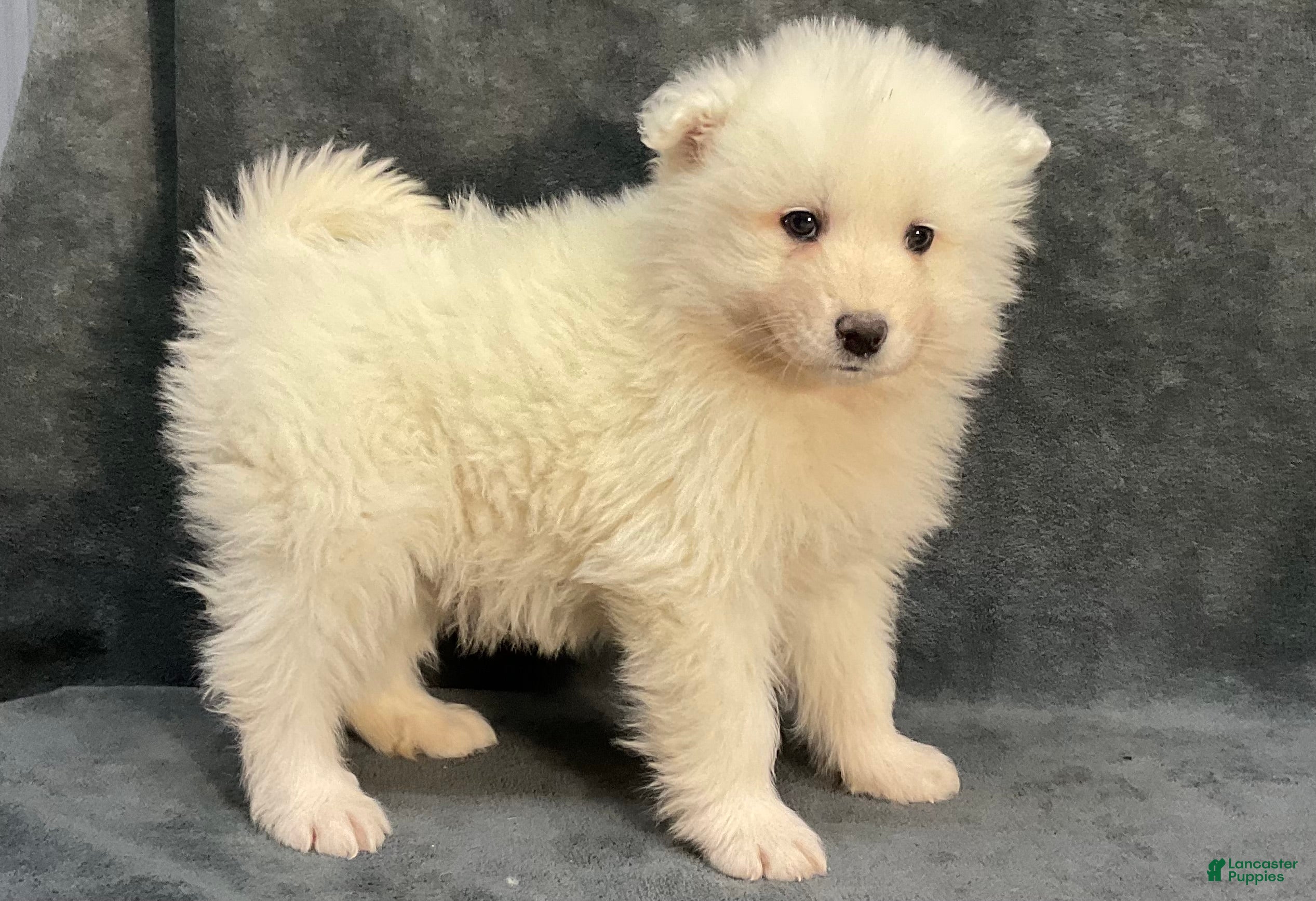 Samoyed dogs Sam - Ad 7