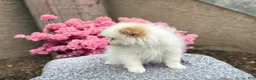 Pomeranian dogs for sale: Pilot - Ad 2