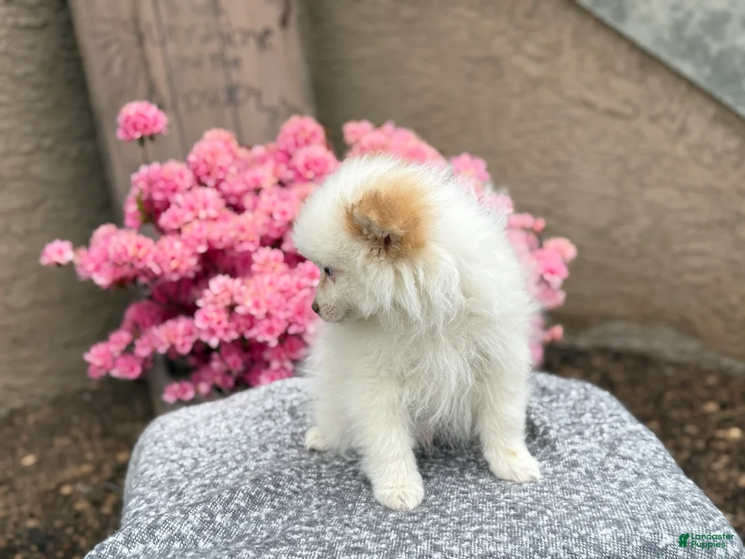 Pomeranian dogs for sale: Pilot - Ad 2