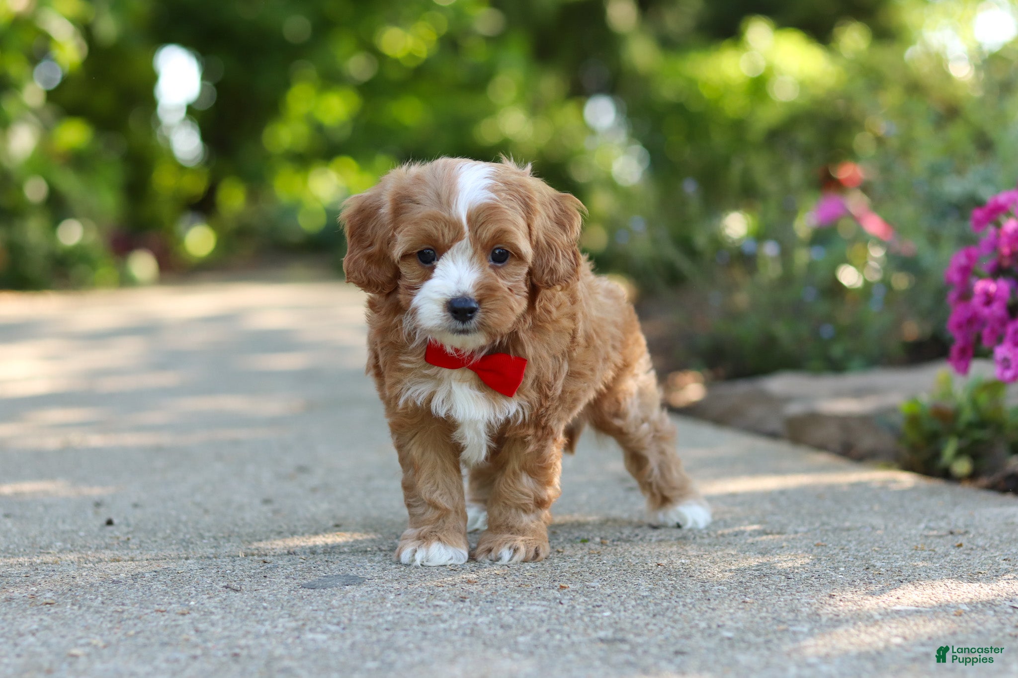 Cavapoo dogs for sale: Harley - Ad 3