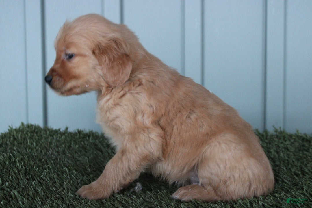 Golden Retriever dogs for sale: Golden Retriever Puppy Chase - Ad 2