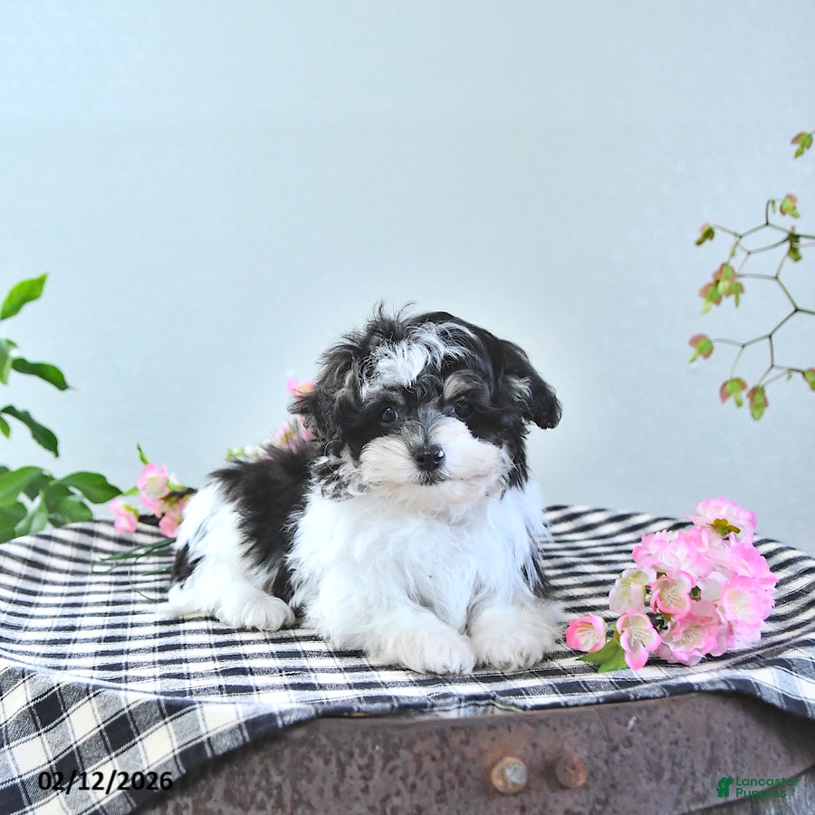 Havapoo dogs Enrik EXTRA SMALL - Ad 1