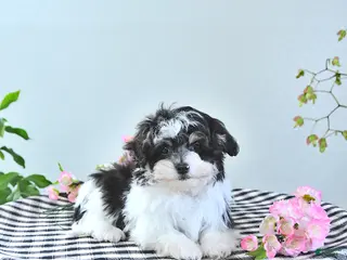 Havapoo dogs Enrik EXTRA SMALL - Ad 1