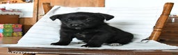 Mixed Breed dogs for sale: Trixie - Ad 1