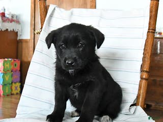 Mixed Breed dogs Trixie - Ad 20