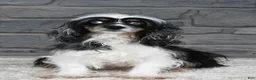 Cockapoo dogs for sale: Vince - Ad 7