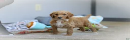 Standard Poodle dogs for sale: Zoey AKC - Ad 4