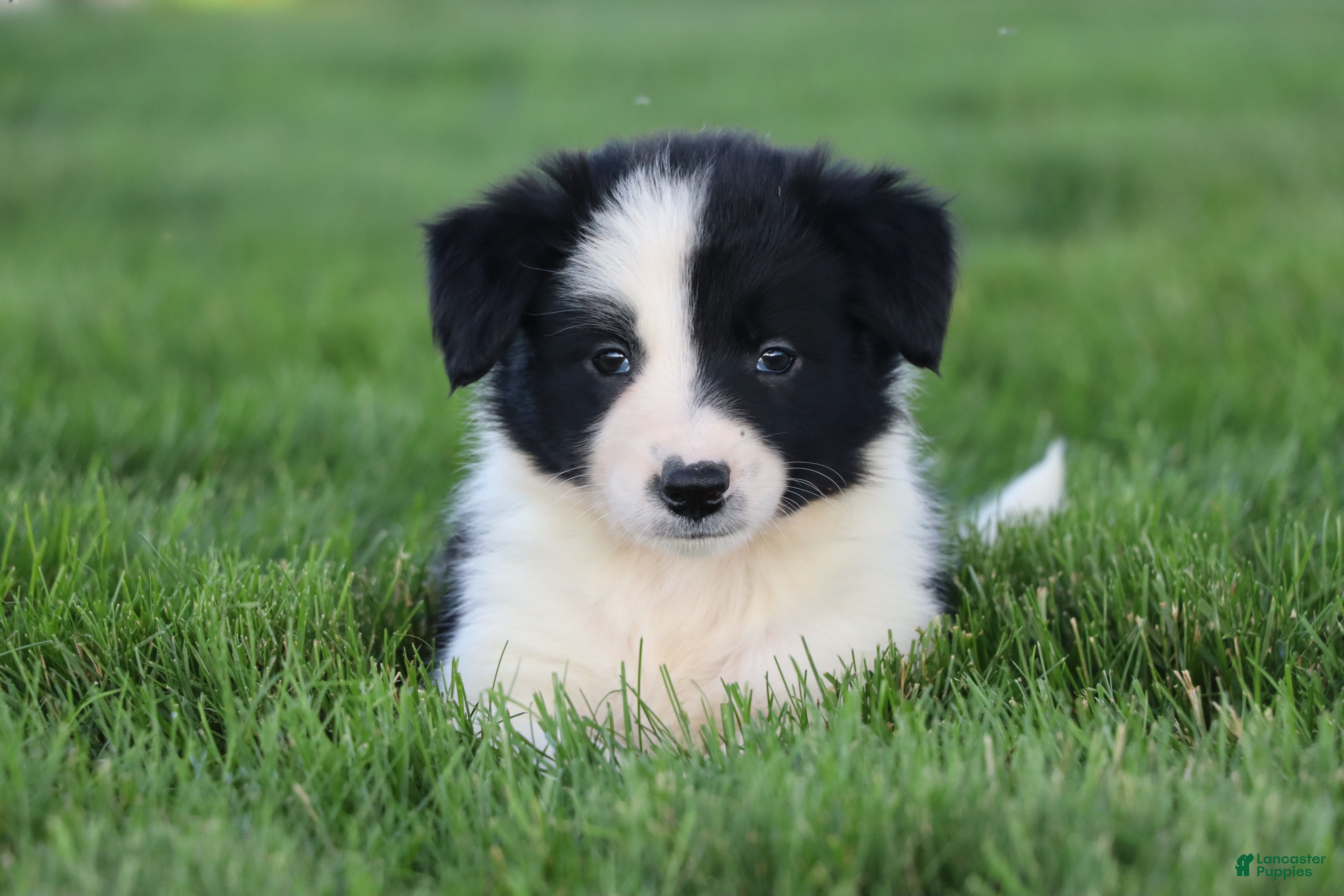 Border Collie dogs Waylon - Ad 2