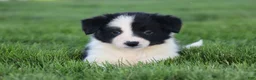Border Collie dogs for sale: Waylon - Ad 2