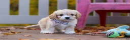Cavachon dogs for sale: Cooper - Ad 5